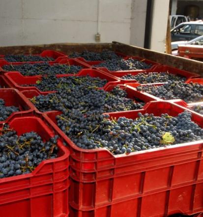 Degustacija vin, vabljeni