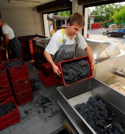 Degustacija vin v objemu Goriške