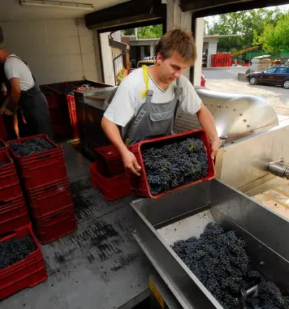 Degustacija vin v objemu Goriške