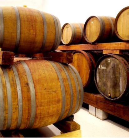 Degustacija vin na Goriškem