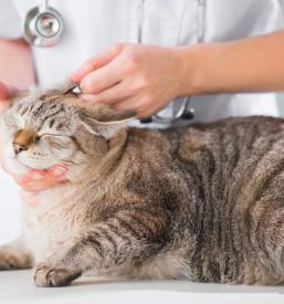 Kvalitetna veterinarska ambulanta Ljubljana