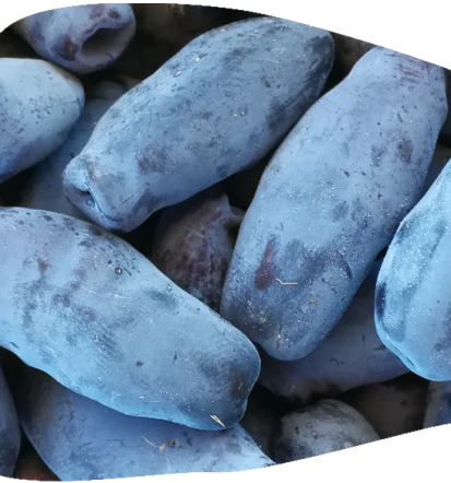 Haskap jagode, liofilizirane haskap jagode