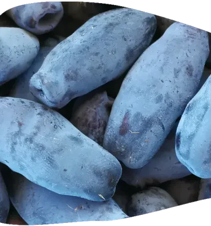 Haskap jagode, liofilizirane haskap jagode