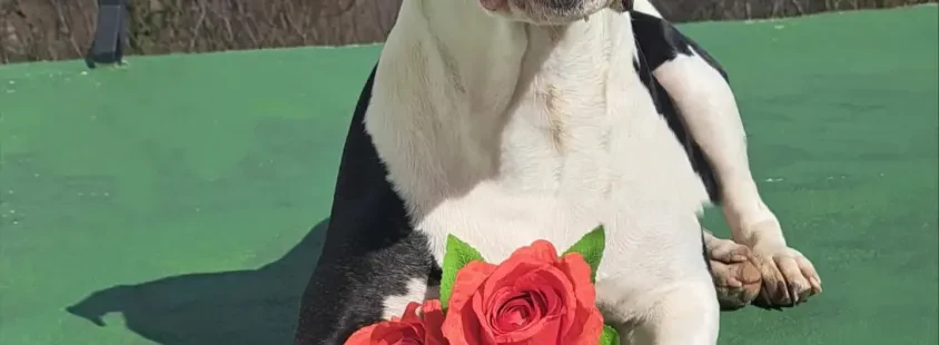 Ugodna nega psov Savinjska, 4Paws