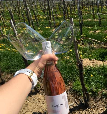 Degustacija, bela in rdeča vina Slovenske Konjice