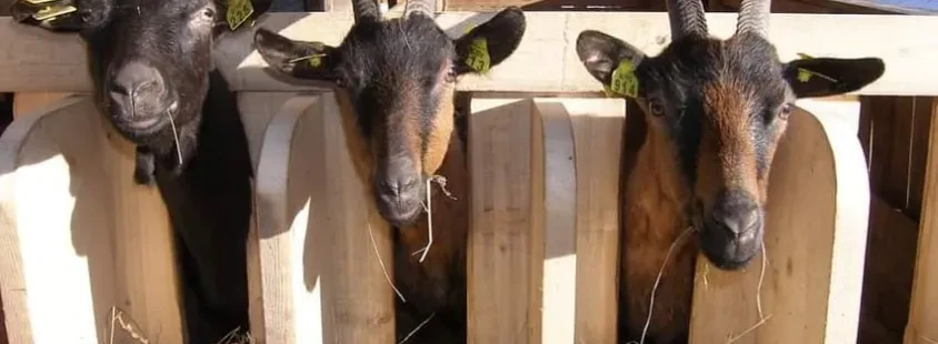 Domač kozji sladoled Logarska Dolina