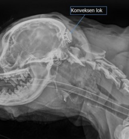 V dobri veterinarski kliniki v Ljubljani združuje znanje, predanost in korektnem odnos