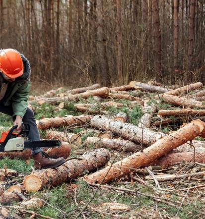 Sečnja, posek, spravilo Primorsko - Notranjska