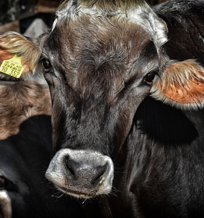 Premiks antioksidant je primeren za različne vrste krmnih mešanic