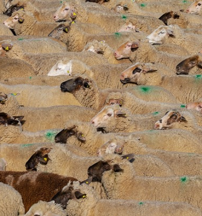 Premiks antioksidanti za krmila v Sloveniji