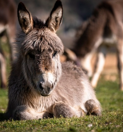 Podjetje YERI, d.o.o. iz Ljubljane ponuja Premiks antioksidante za krmila v Sloveniji