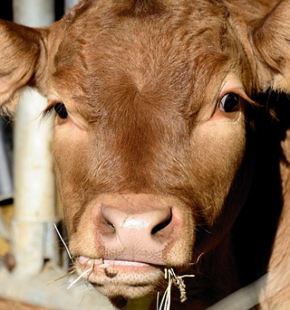 Antioksidanti za krmila Slovenija