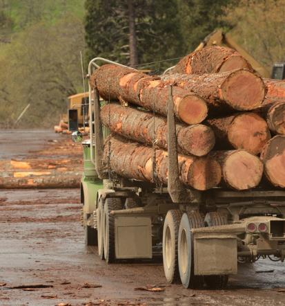 Ugodna in strokovno opravljena sečnja in spravilo lesa, Savinjska