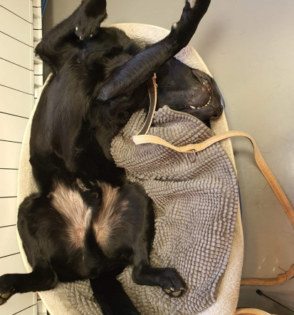 Veterina, veterinarski posegi Savinjska