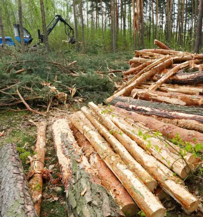 Kvaliteten posek, spravilo in odvoz lesa Črnomelj Jugovzhodna Slovenija