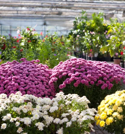 Šola za hortikulturo in vizualne umetnosti Celje