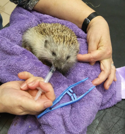 Veterinarska ambulanta Pomurje, obiščite nas