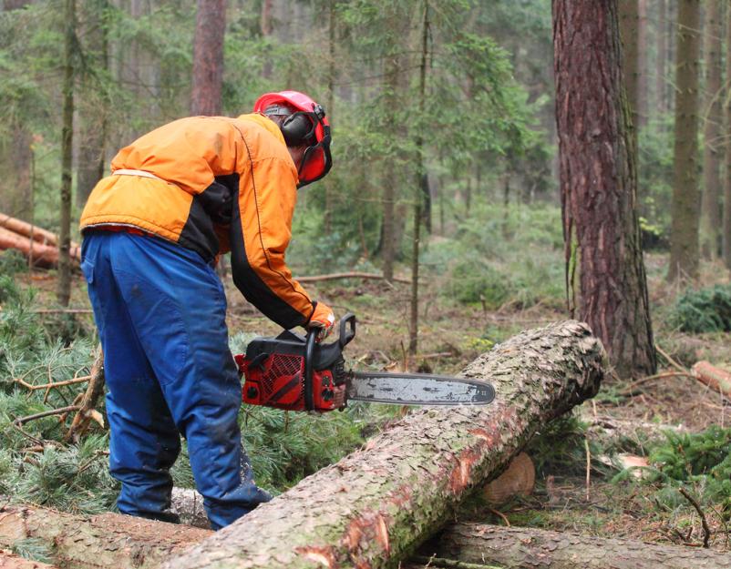 Posek, spravilo in predelava lesa Slovenija in Hrvaška