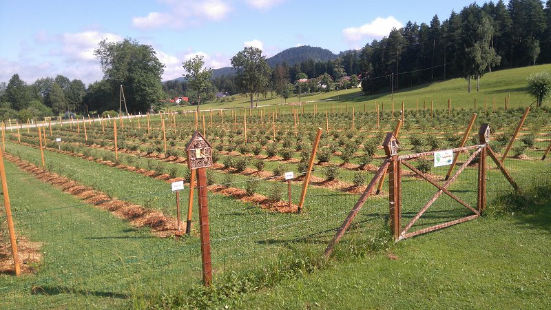 Kvaliteten ponudnik Ekološko pridelanega haskap jagodičevja