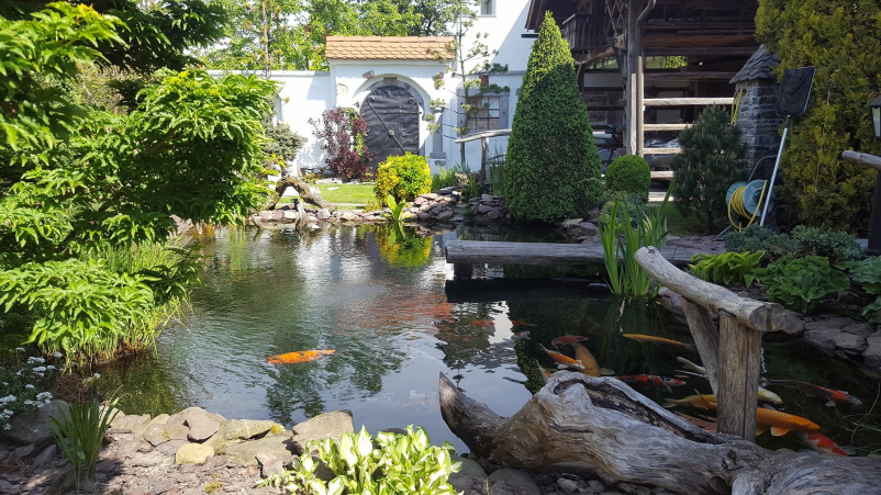 Prodaja japonskih koi krapov Slovenija, obiščite nas