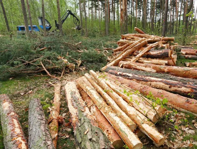 Sečnja in spravilo lesa Nova Gorica, Ajdovščina, Goriška