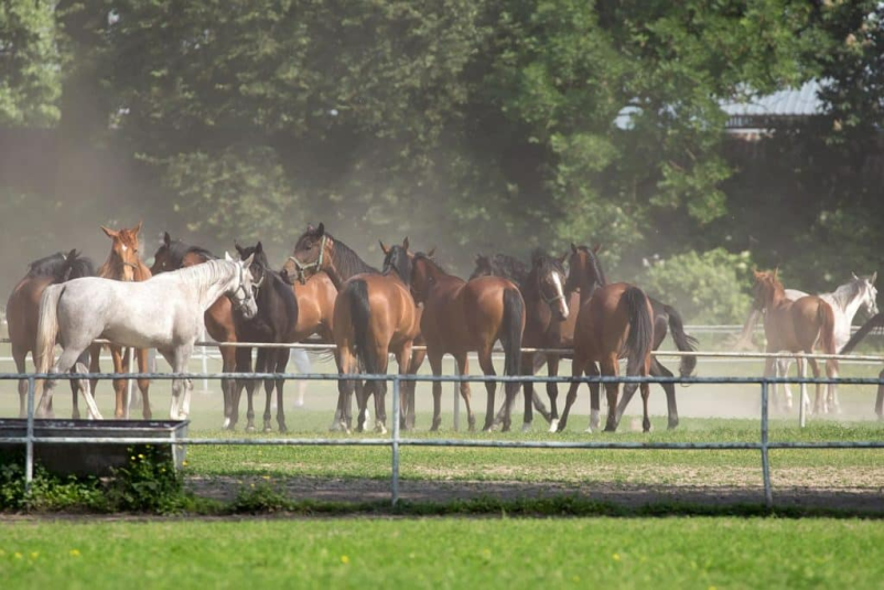 Rezervirajte termin v veterinarski ambulanti Osrednja Slovenija