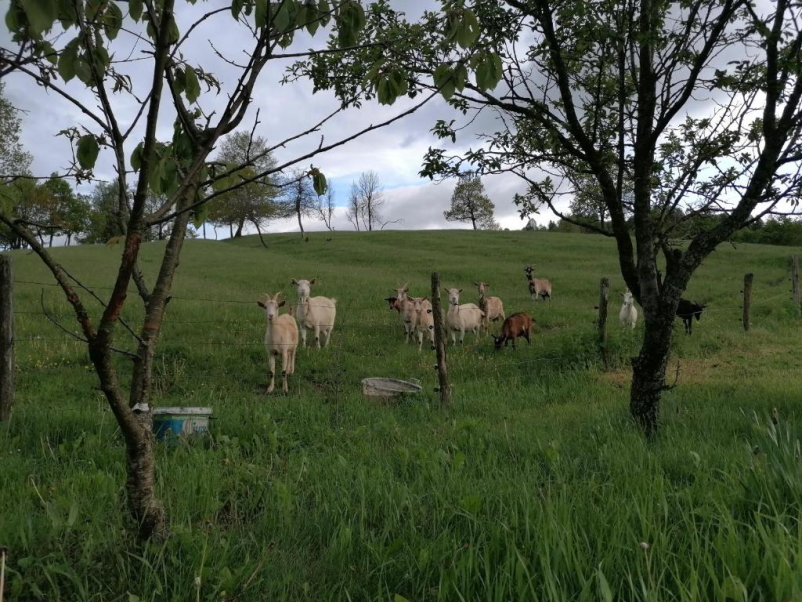 Nastanitev na domačiji Malnarjevi Prestranek