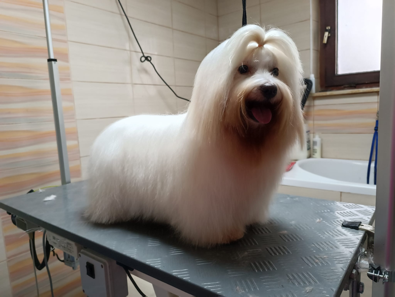 Pasji salon Šentjur, Savinjska