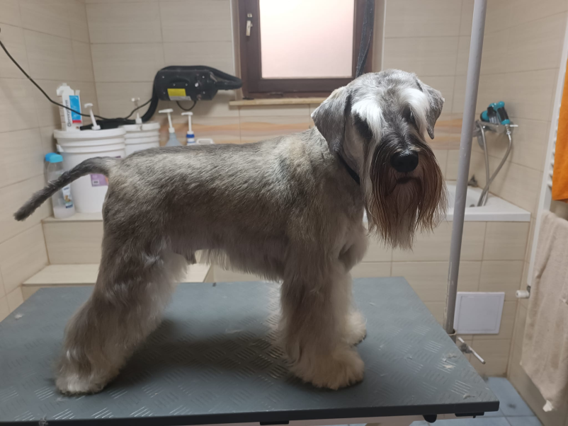 Dober pasji salon Šentjur, Savinjska