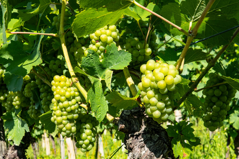 Izberite Vinotoč Pučko za nakup okusnega domačega soka in vin!