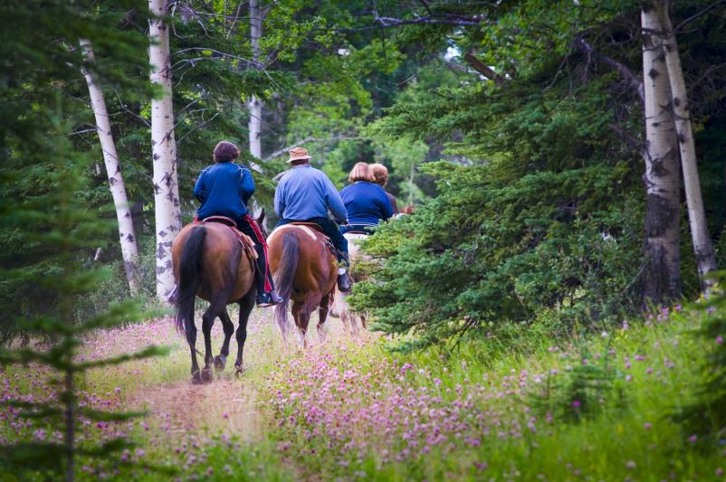 Turistično jahanje Štajerska, rezervirajte termin