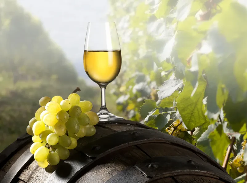 Vrhunska vina in degustacije Goriška Brda