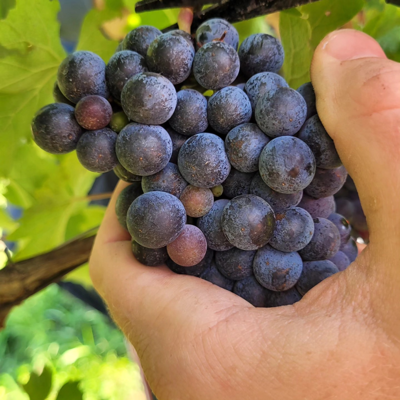 Degustacija odprtih vin Goriška, vabljeni