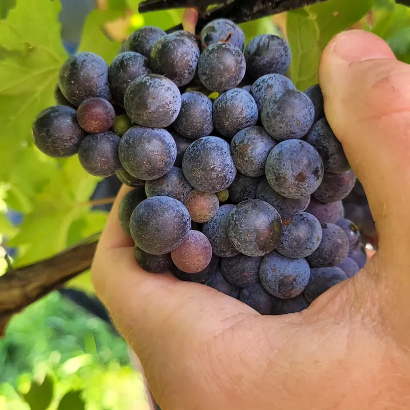 Degustacija odprtih vin Goriška, vabljeni
