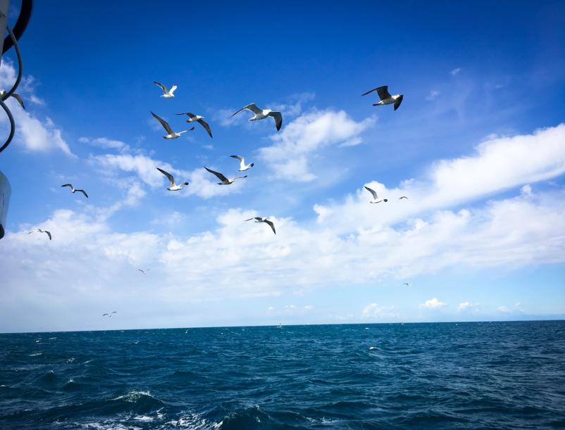 Authentic fish picnics aboard Bracera Meja