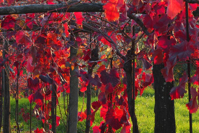 Ogled vinske kleti z degustacijo Kras