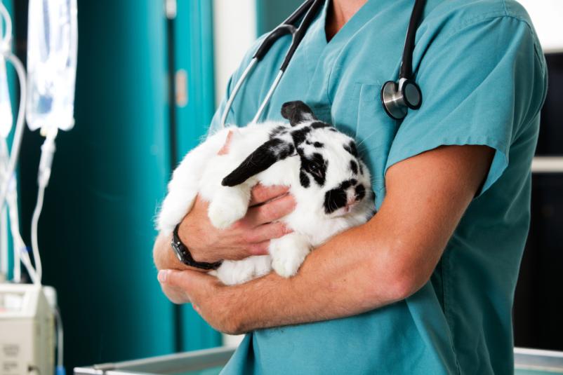 Veterinarska postaja Laško, obiščite nas
