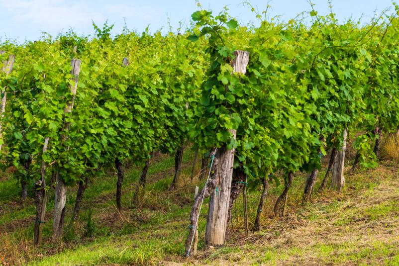 Prodaja vrhunskih belih in rdečih vin Primorska