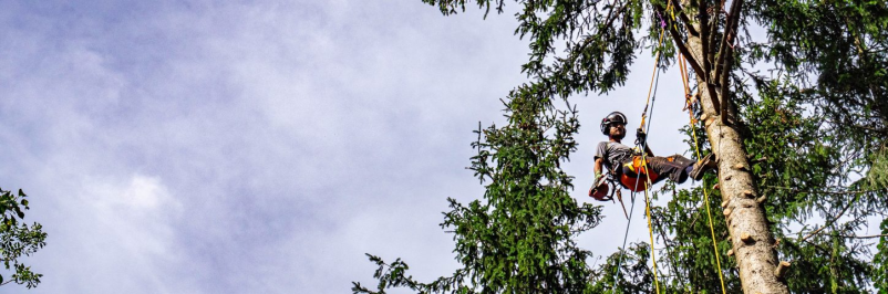 Arboristika in čiščenje žlebov, Slovenija, top ponudba