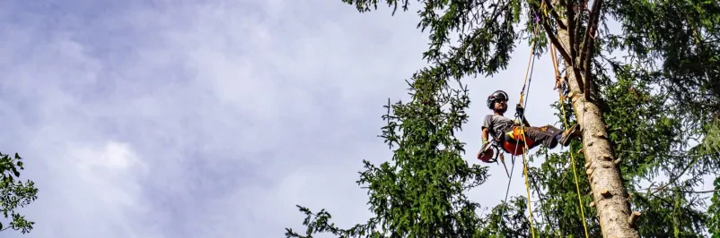 Arboristika in čiščenje žlebov, Slovenija, top ponudba
