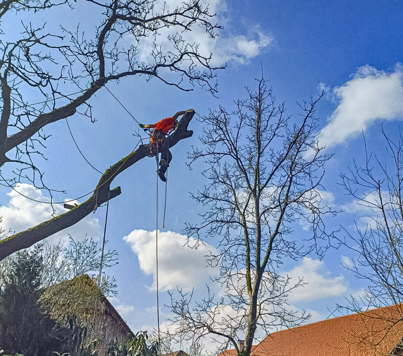 Drevesa in dom v ravnovesju, arboristika in čiščenje žlebov, Slovenija