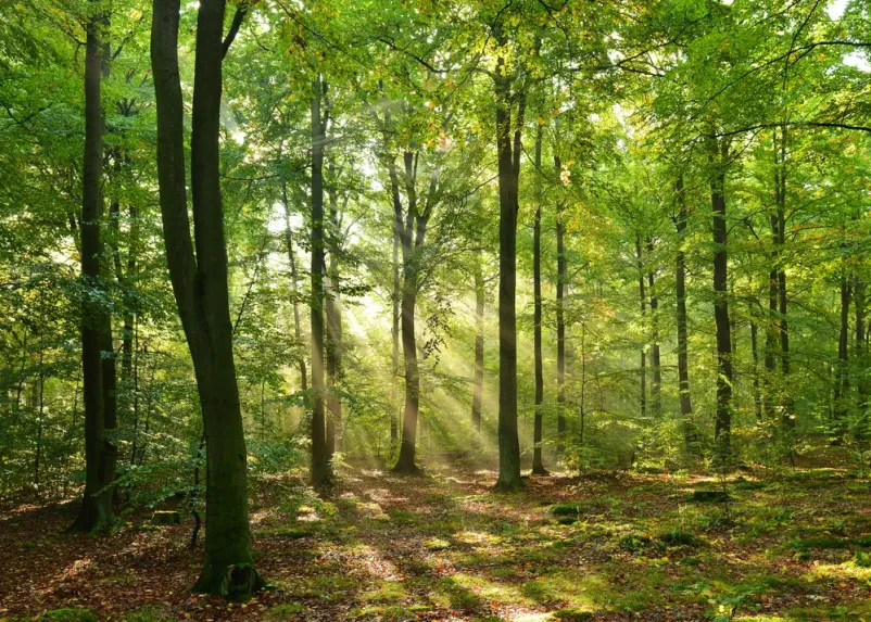 Rakitna jezera in gozdovi, dobra počitniška hiša čaka na vas