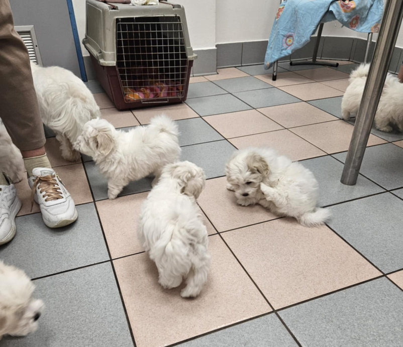 Veterinarska klinika Ljubljana okolica