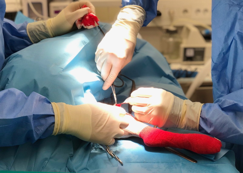 Dober veterinar v Ljubljani