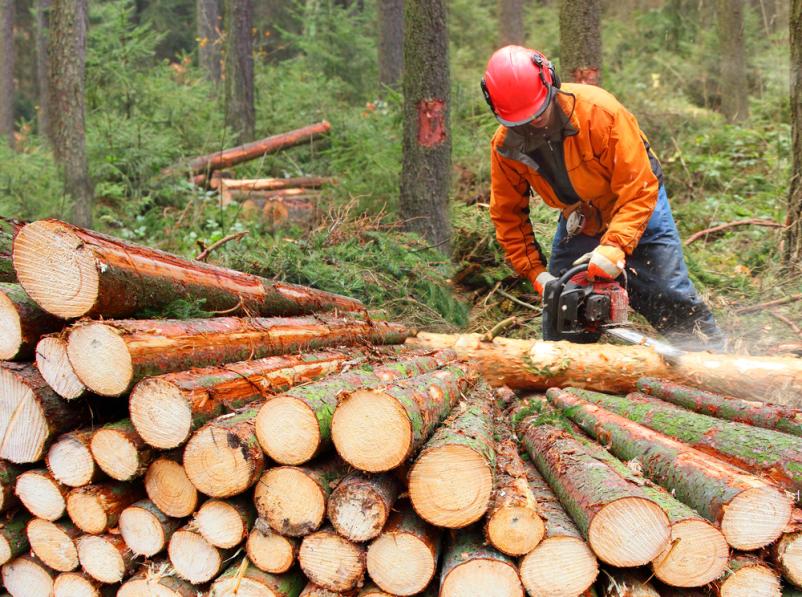 Gozdarske storitve, sečnja in spravilo lesa Gorenjska, kontaktirajte za top ponudbo