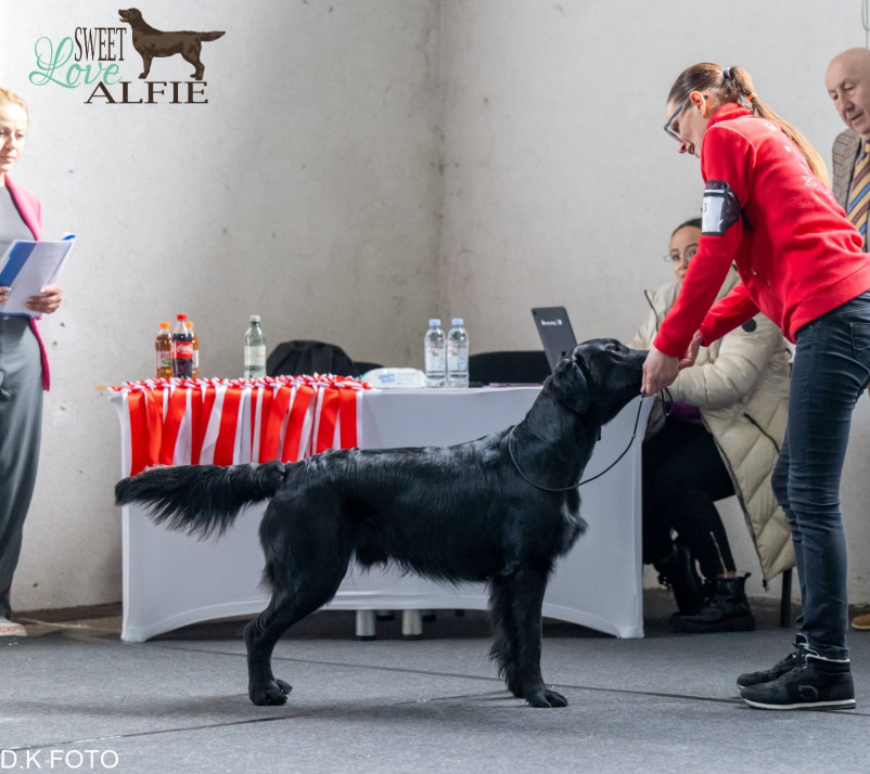 Celovita nega psov in mačk, pasji salon Maribor z okolico