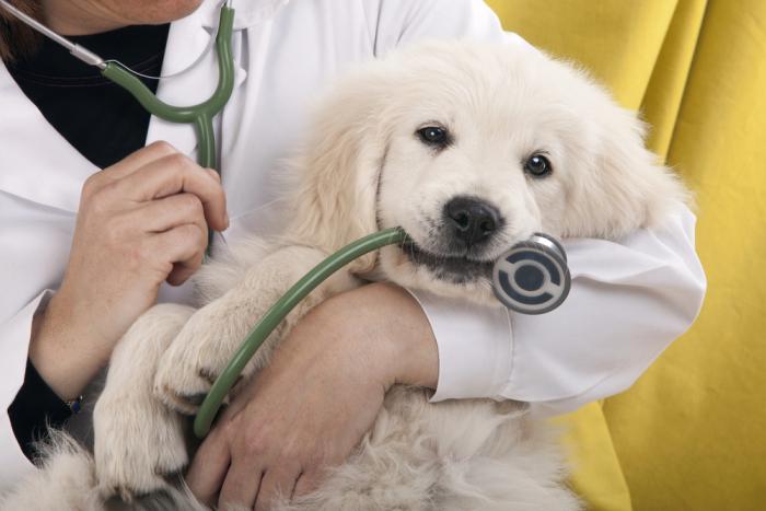 Veterinarske storitve