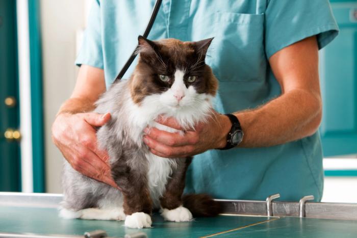 Veterinarske storitve za domače živali