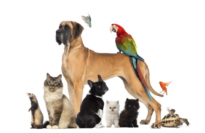 Veterinarske storitve za vse živali