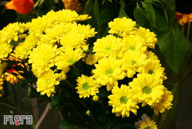 Cvetličarna v Kranju